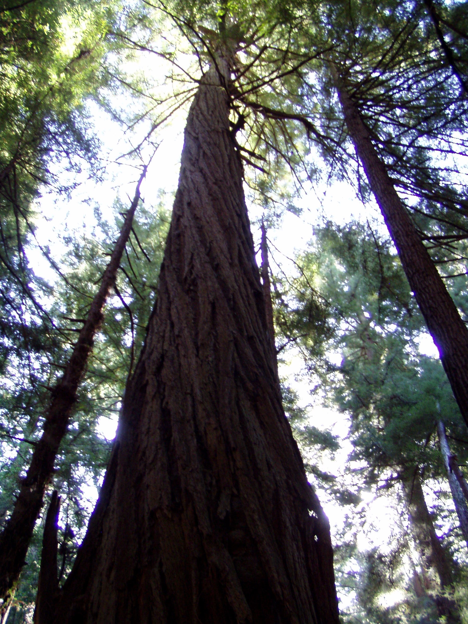 Muir Woods